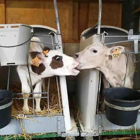 Ferme Cidricole Et Laitiere Magny-le-Desert