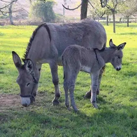 Сasa de vacaciones Ferme Cidricole Et Laitiere *